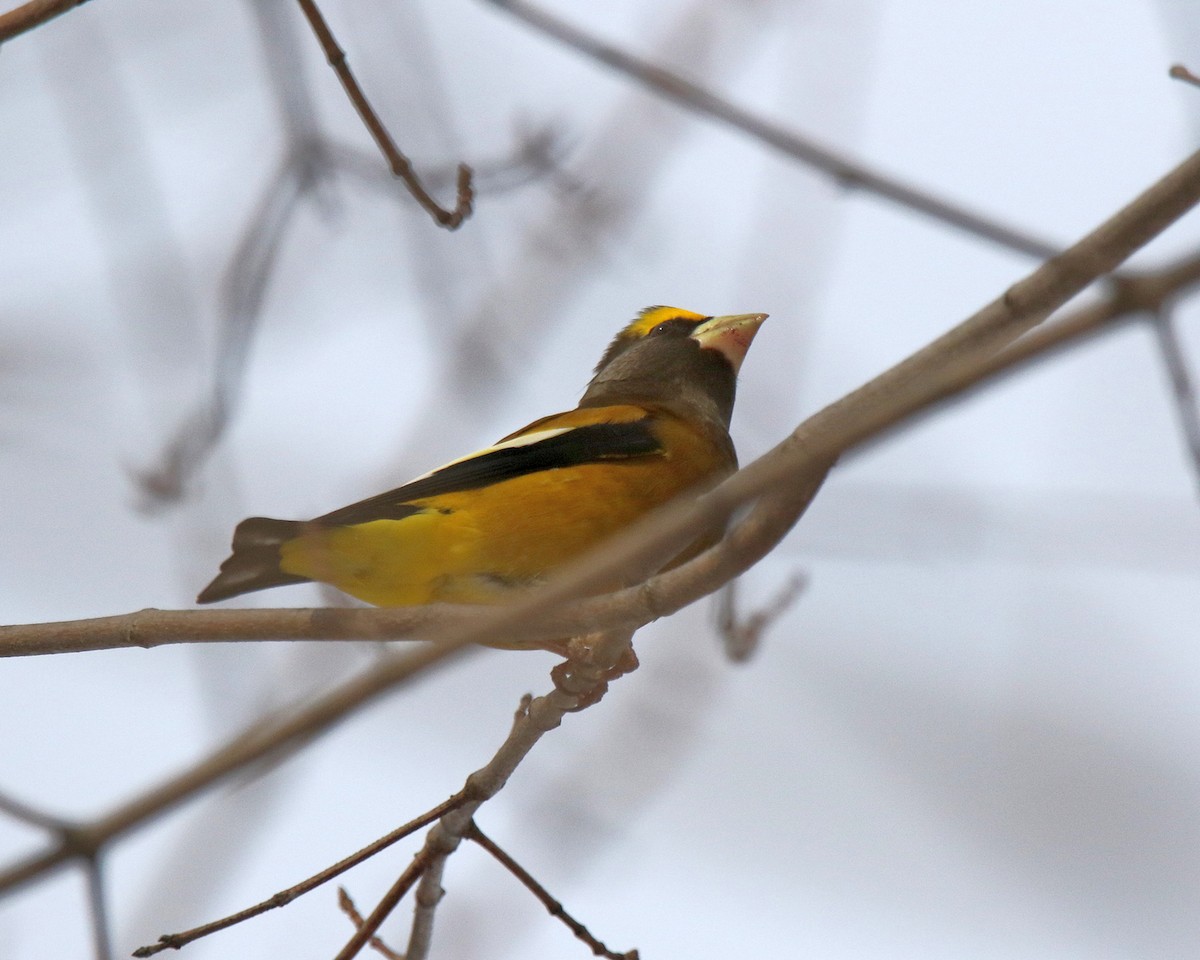 gulbrynkjernebiter - ML647177380