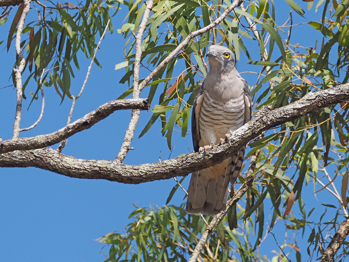 australbaza - ML647177382