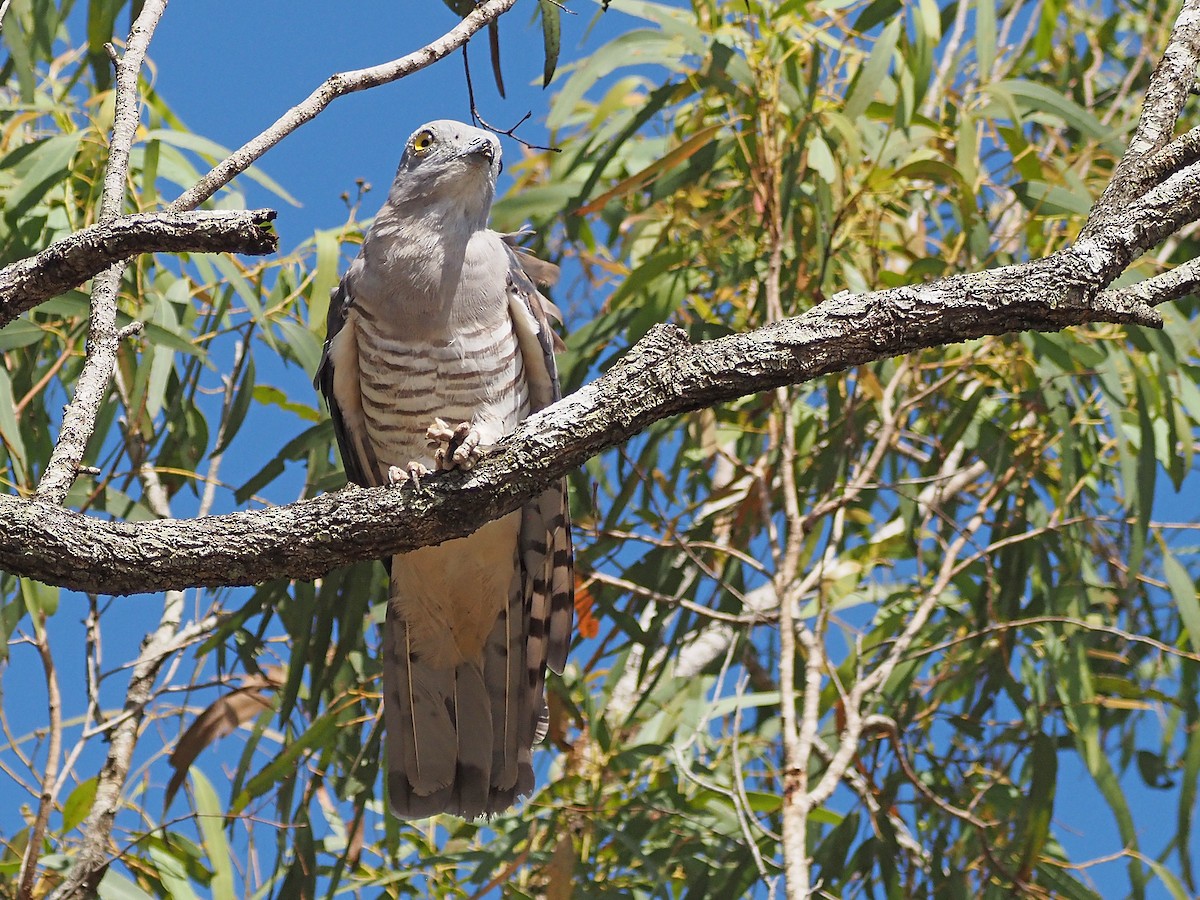 australbaza - ML647177383