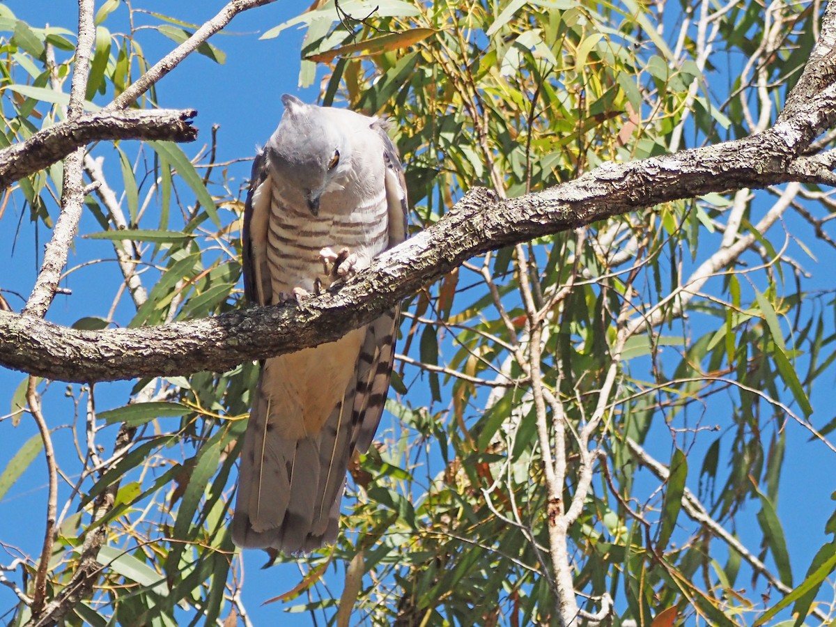 australbaza - ML647177384