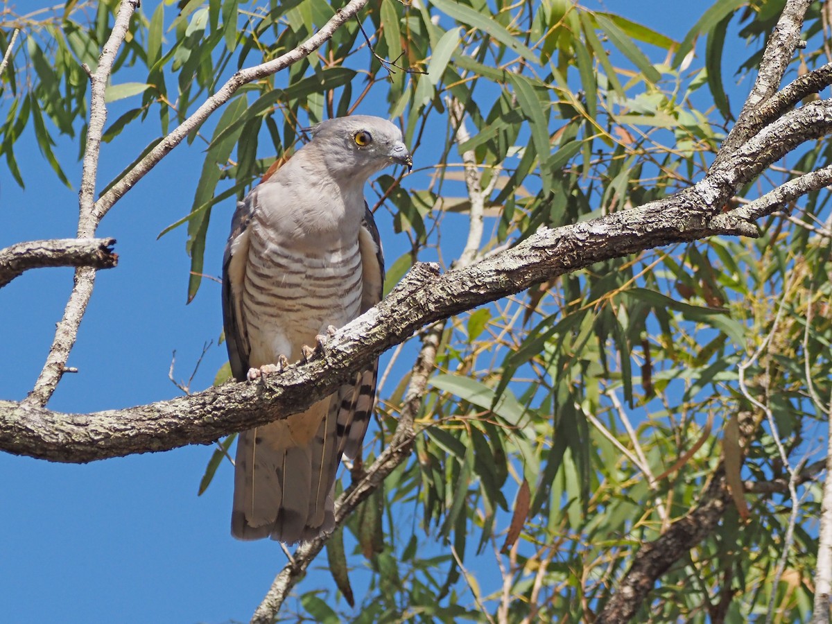 australbaza - ML647177385