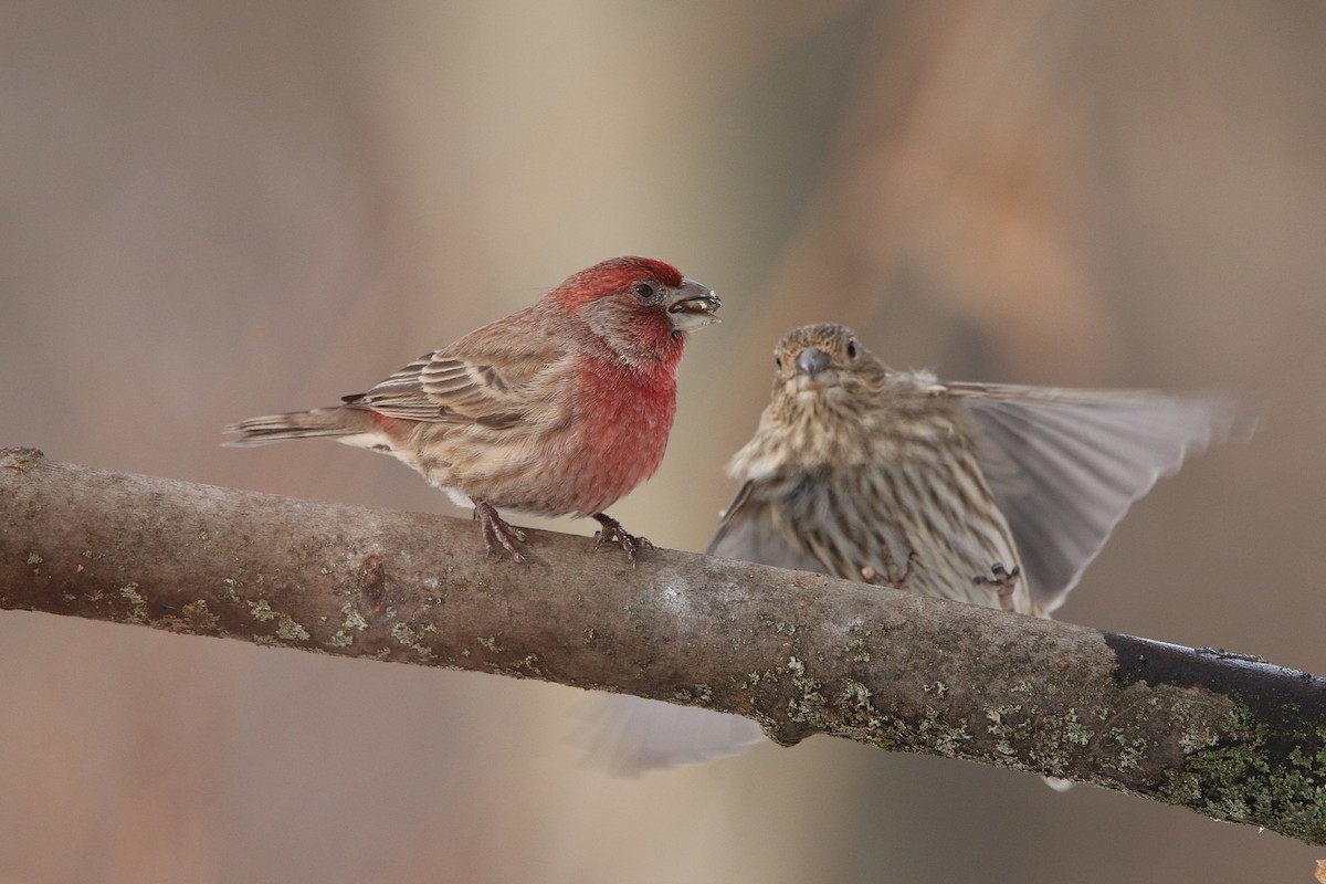 House Finch - ML647177390