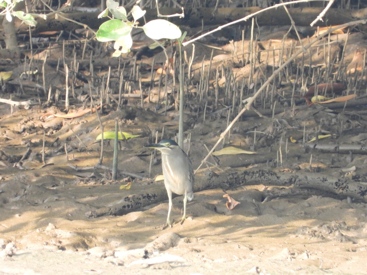 heron sp. - ML647177395