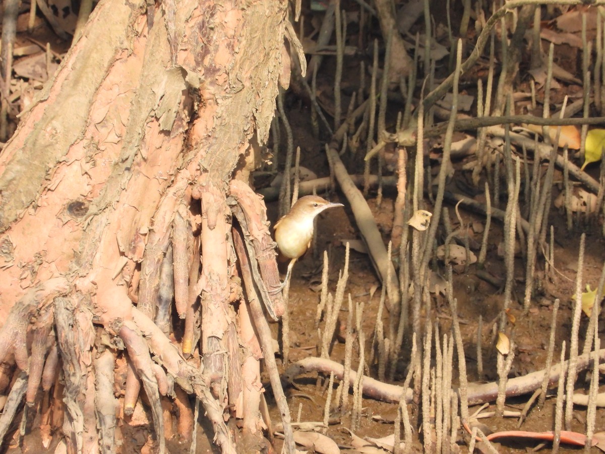 Clamorous Reed Warbler - ML647177411