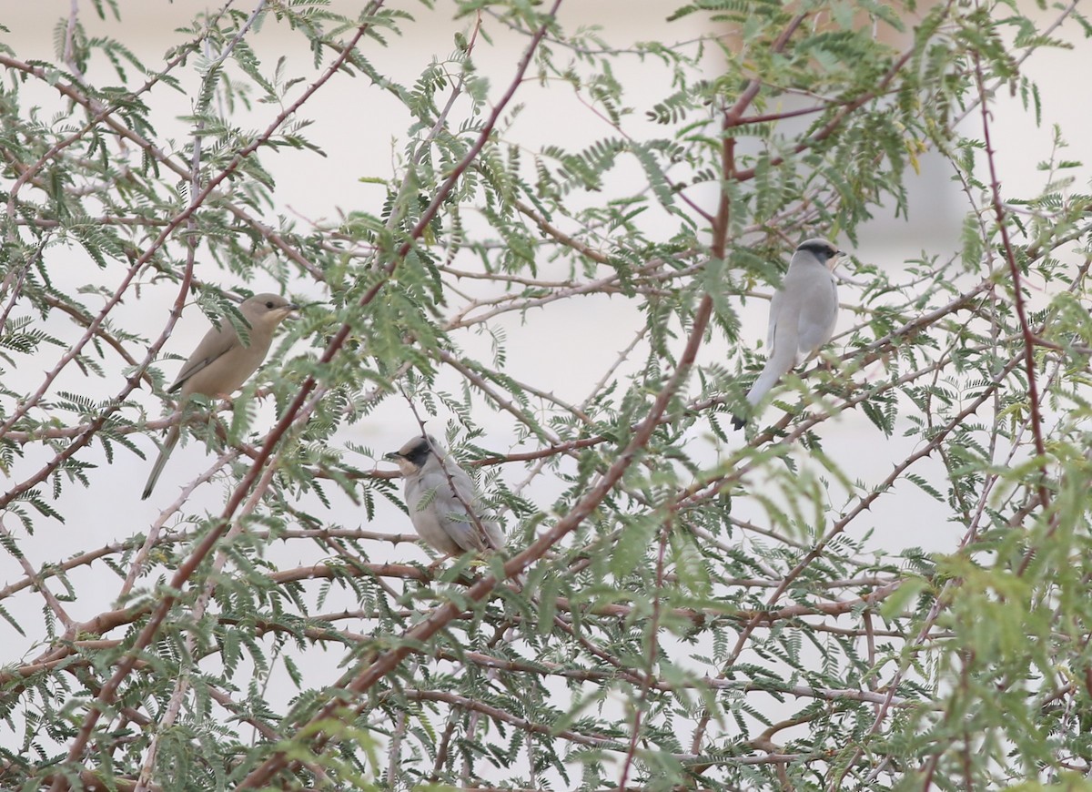 Hypocolius - ML647177440