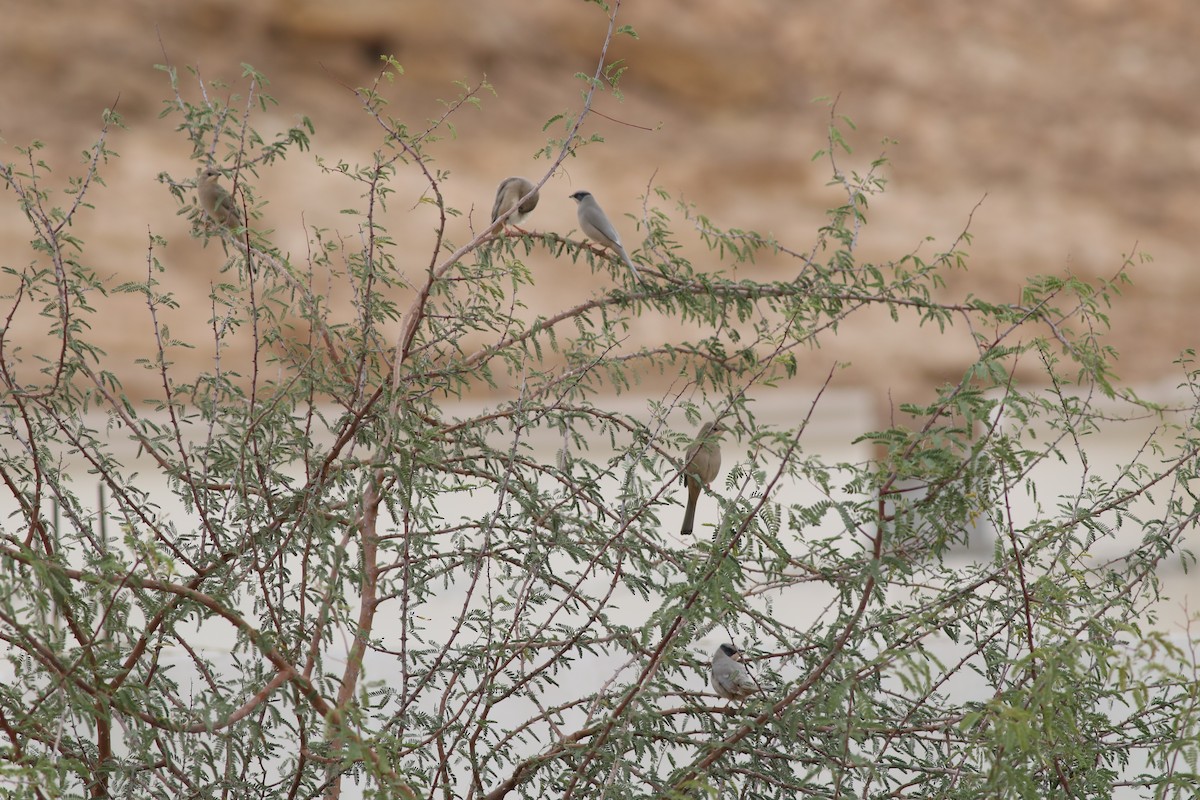 Hypocolius - ML647177441