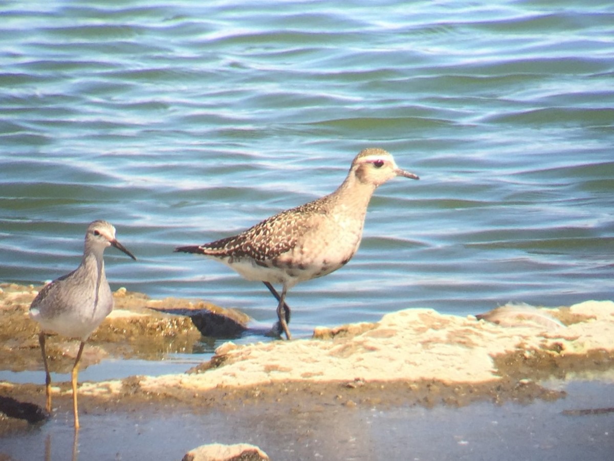 American Golden-Plover - ML647177443