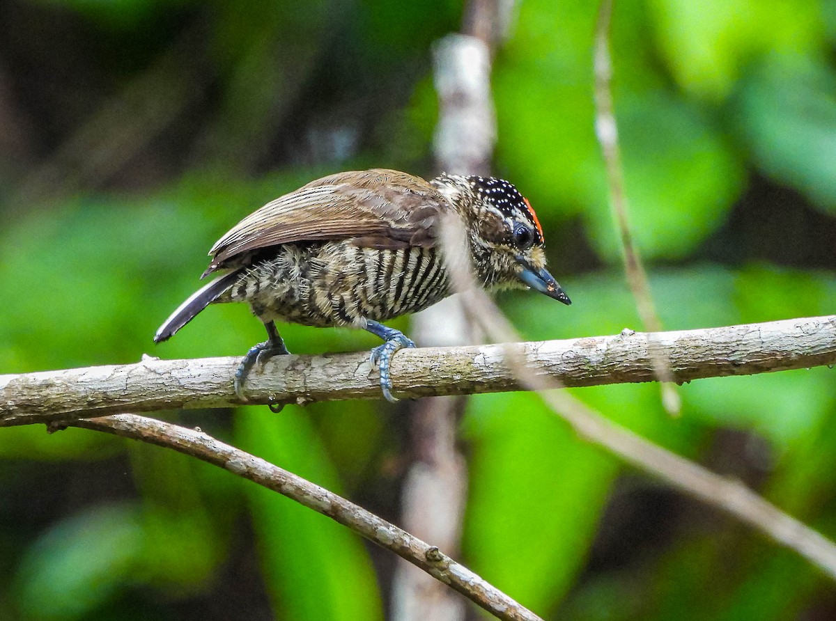 Carpinterito Variable - ML647177444