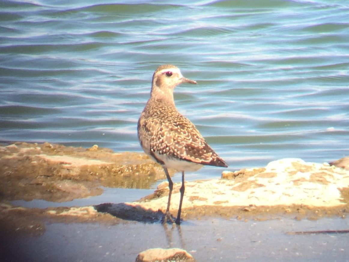 American Golden-Plover - ML647177446