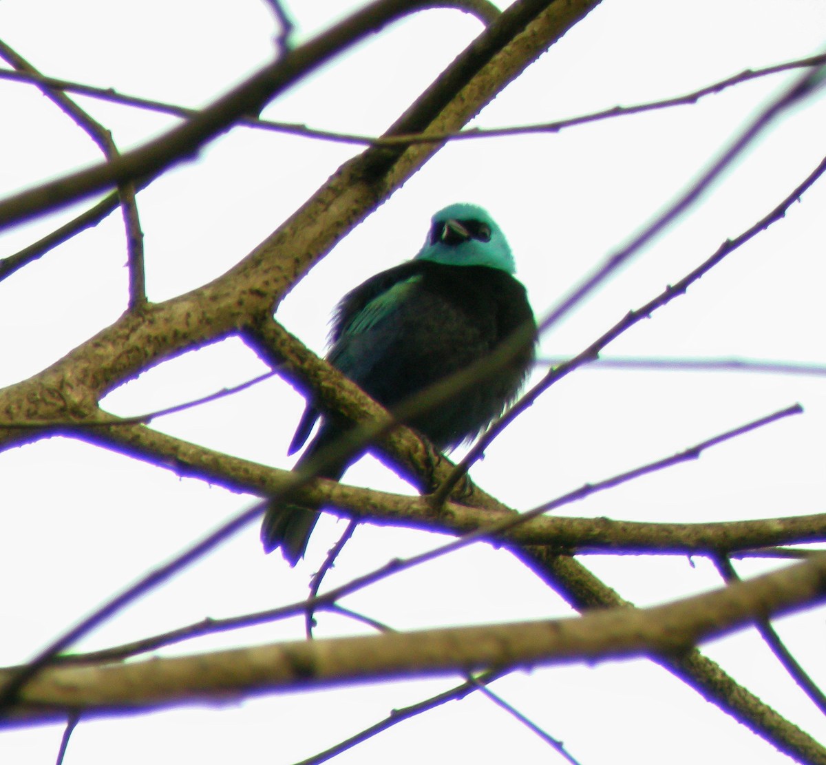 Лазурноголовая танагра - ML647177450