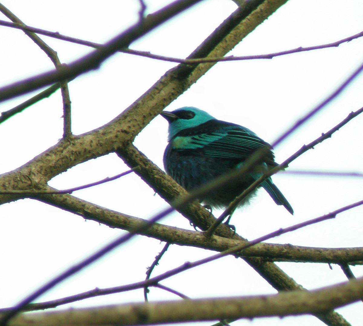 Лазурноголовая танагра - ML647177451