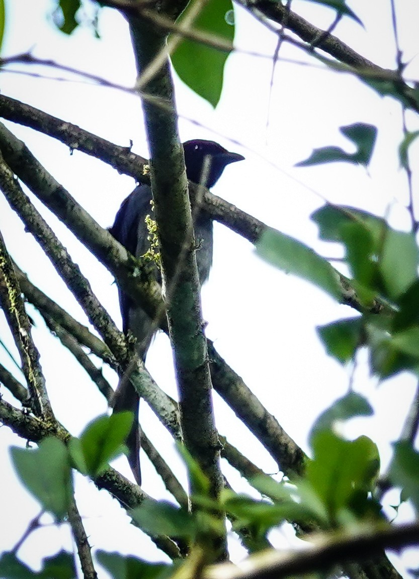 Bar-winged Flycatcher-shrike - ML647177466