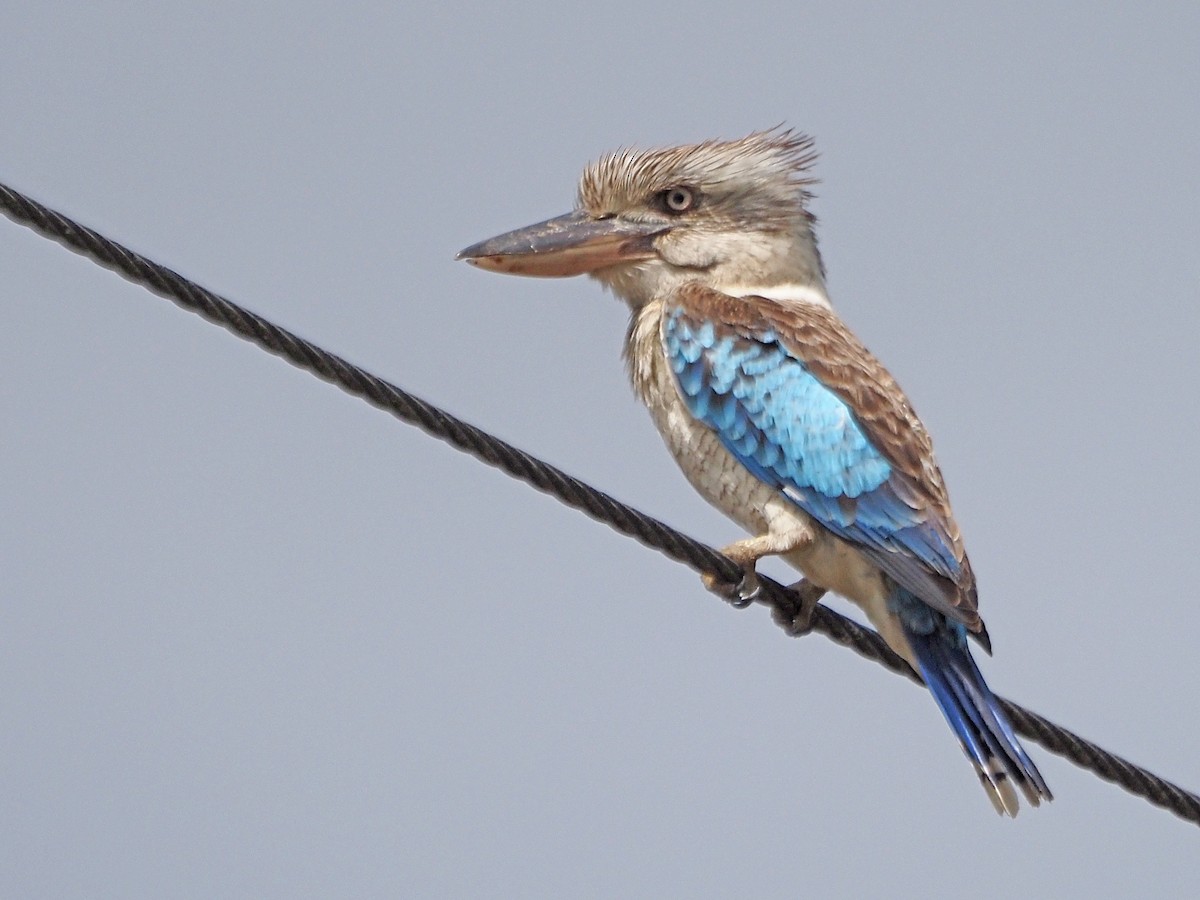 Blue-winged Kookaburra - ML647177467