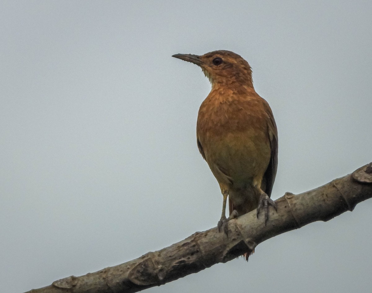 Rufous Hornero - ML647177469