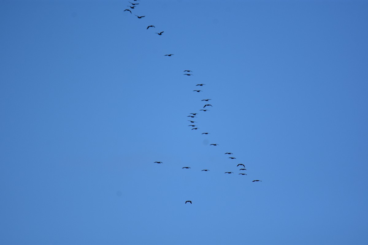 Great Cormorant - ML647177480