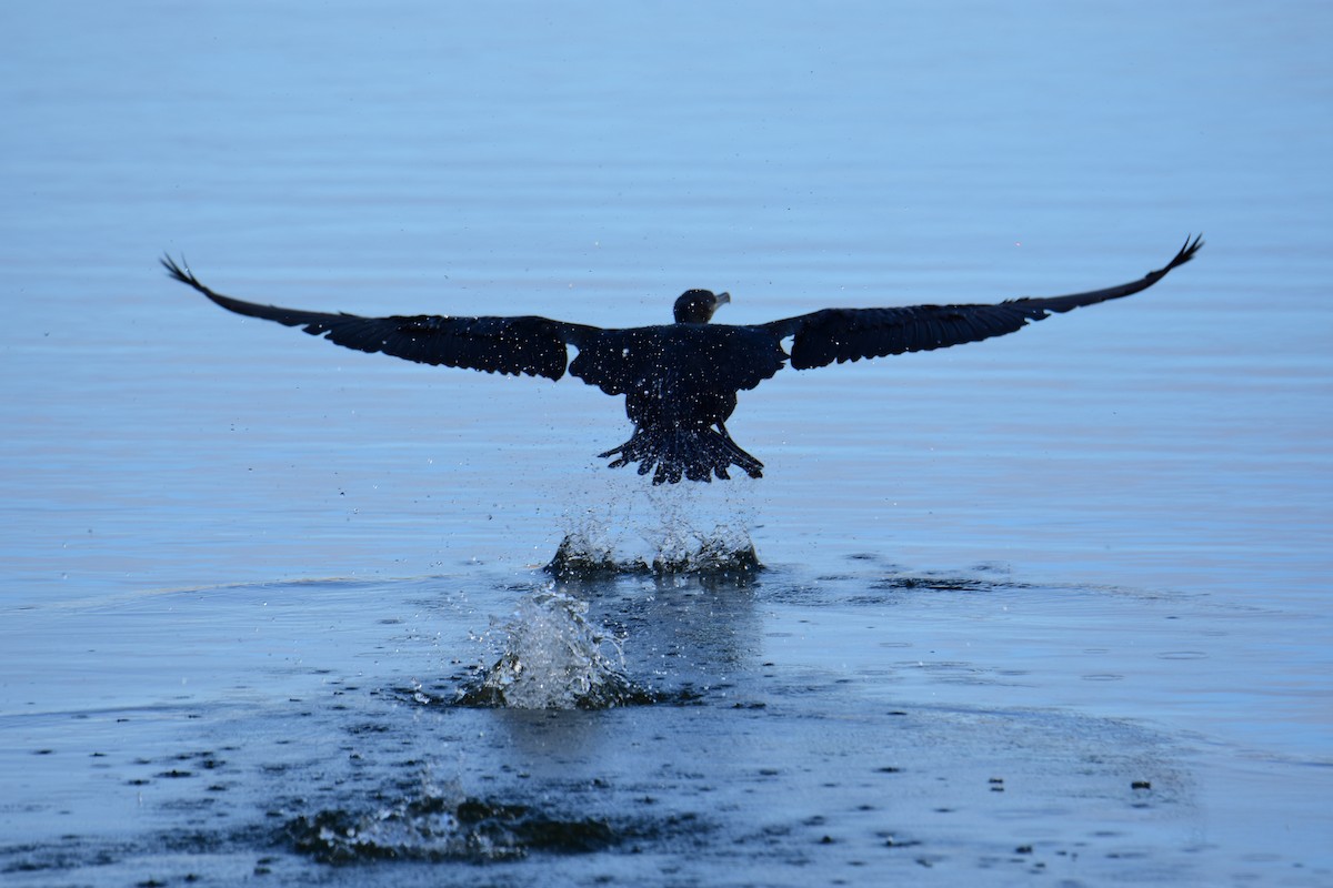 Great Cormorant - ML647177482