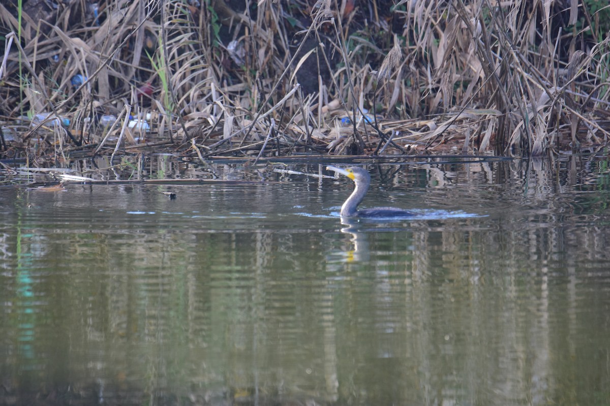 Great Cormorant - ML647177483