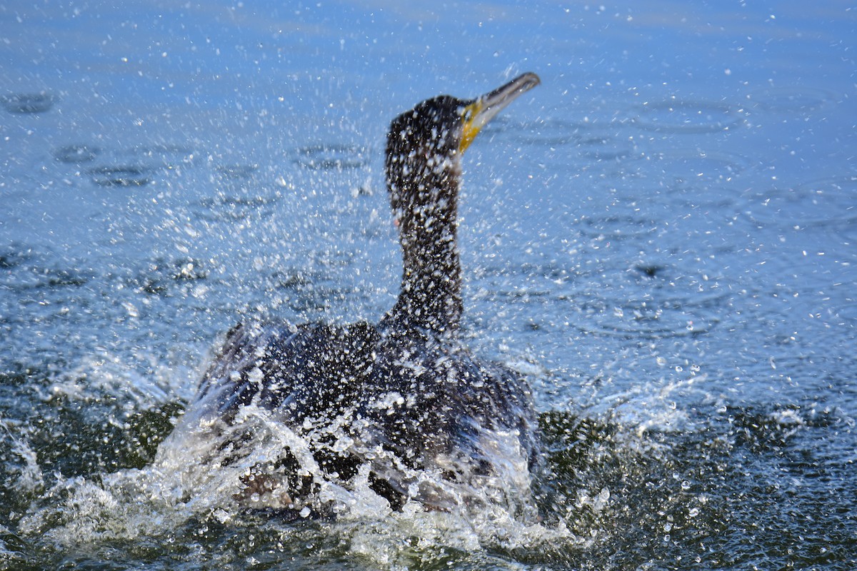 Great Cormorant - ML647177484