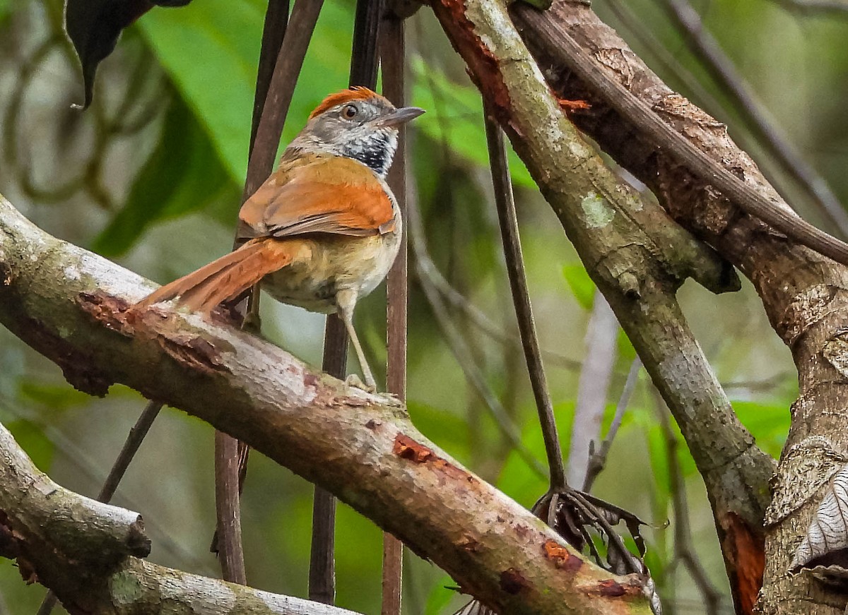 Sooty-fronted Spinetail - ML647177485