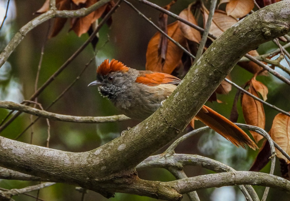 Sooty-fronted Spinetail - ML647177486
