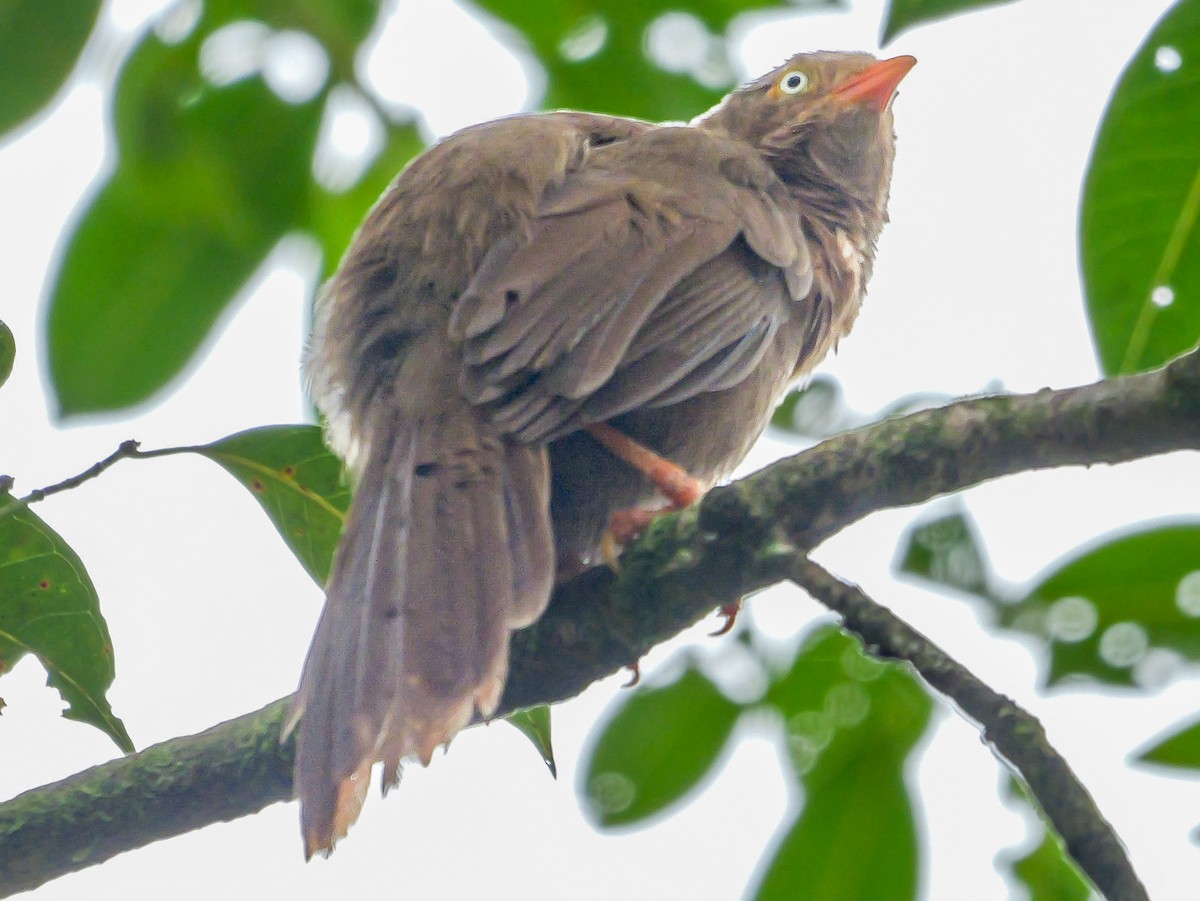 Orange-billed Babbler - ML647177489