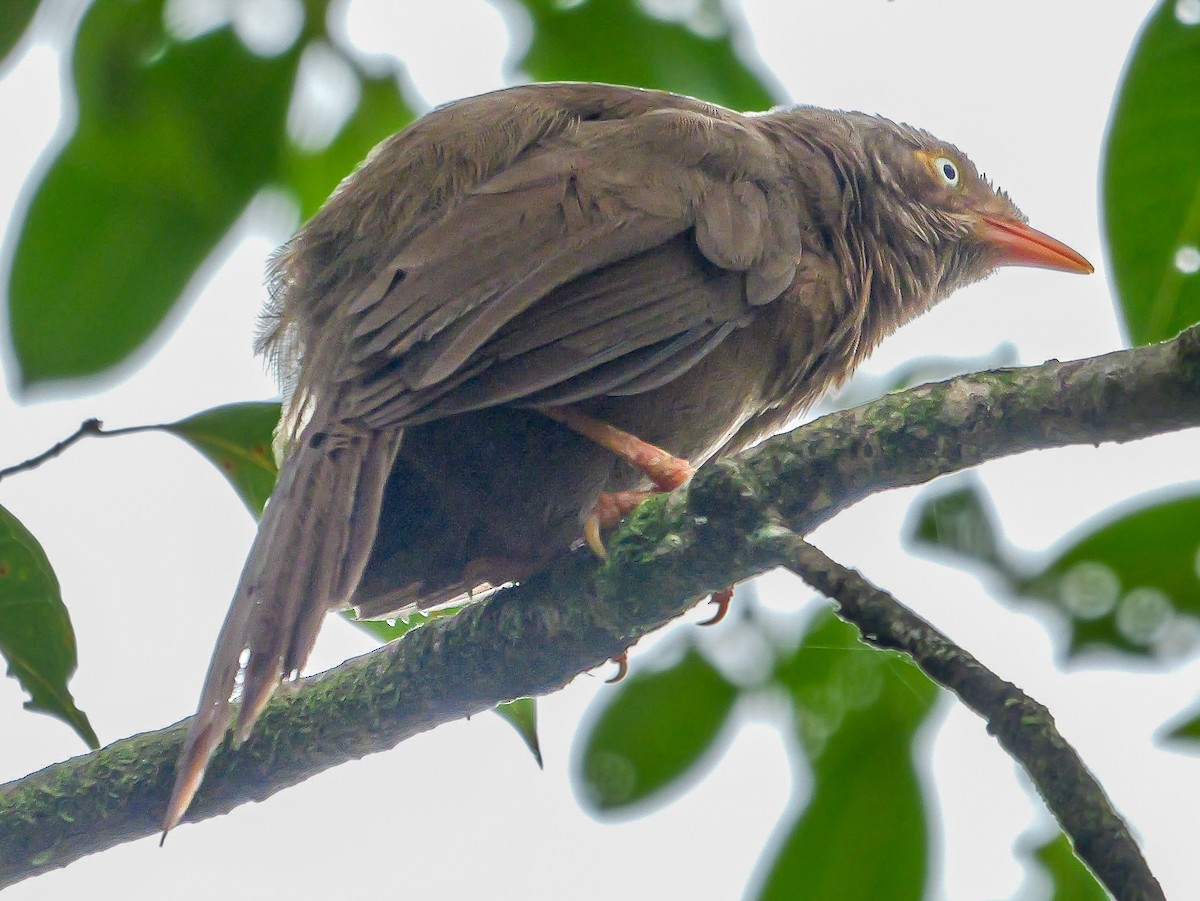 Orange-billed Babbler - ML647177490