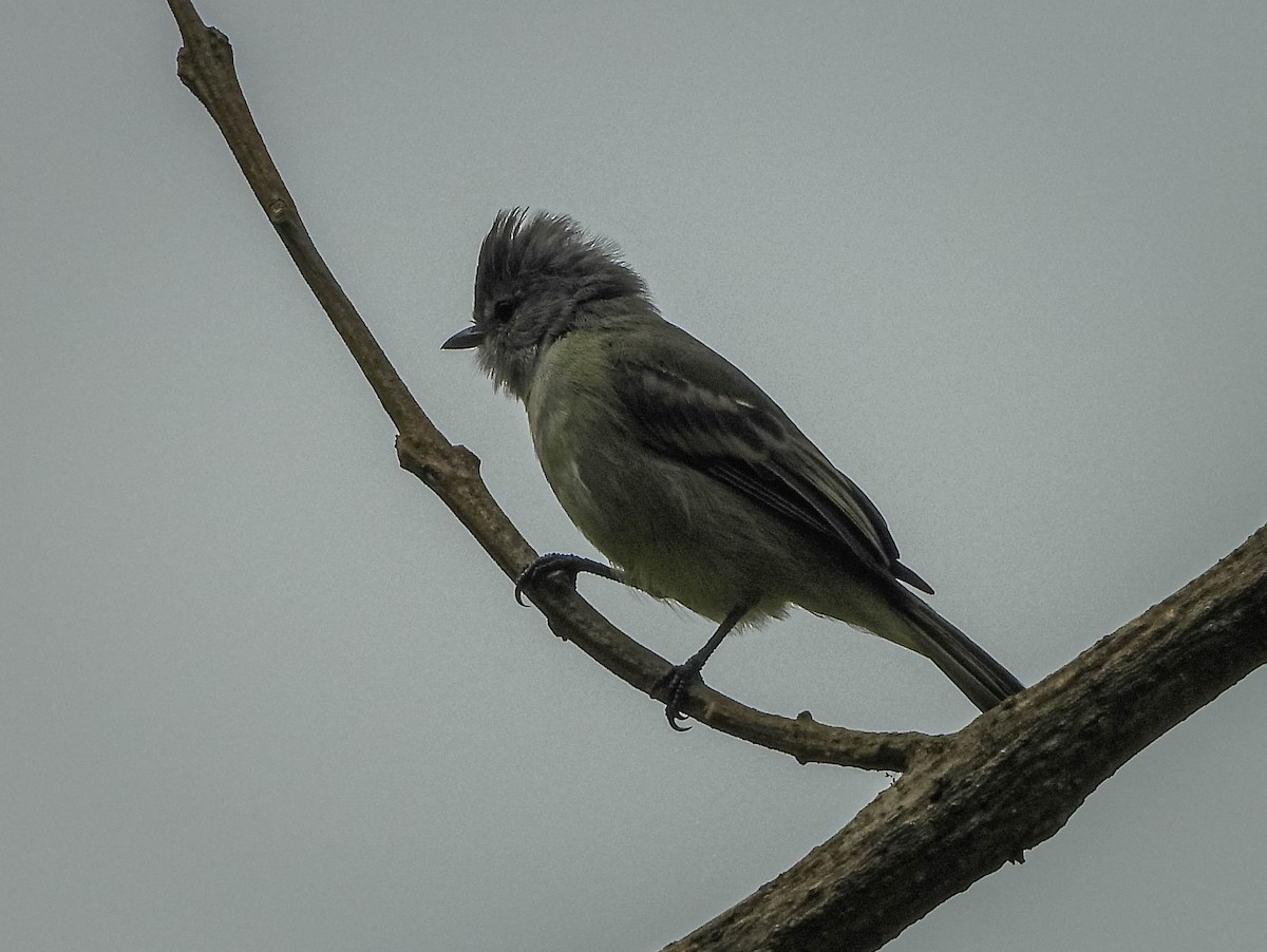 Southern Beardless-Tyrannulet - ML647177494