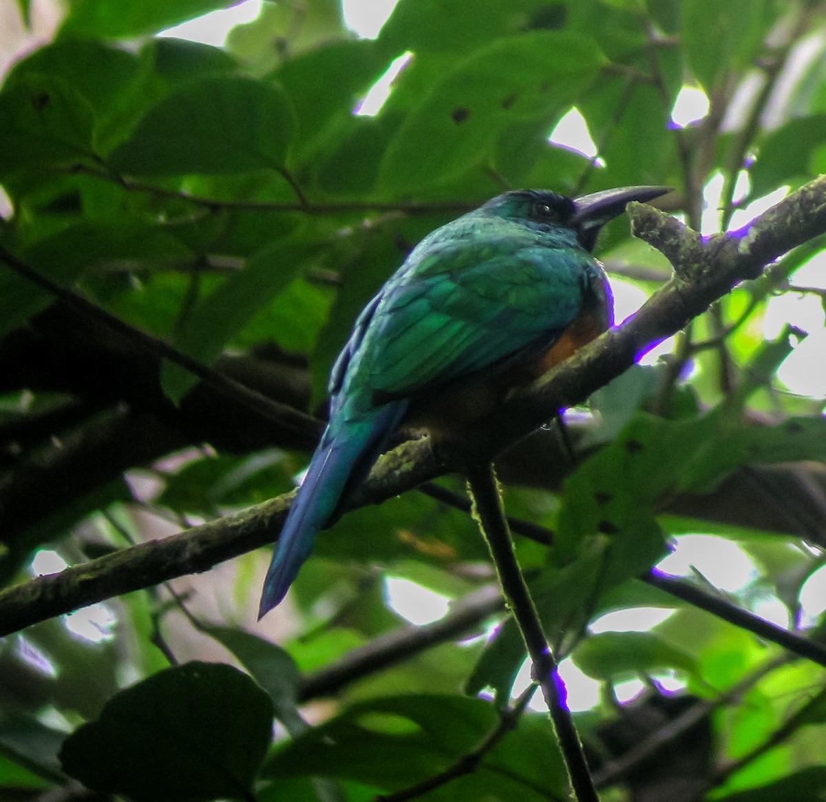 Great Jacamar - ML647177495