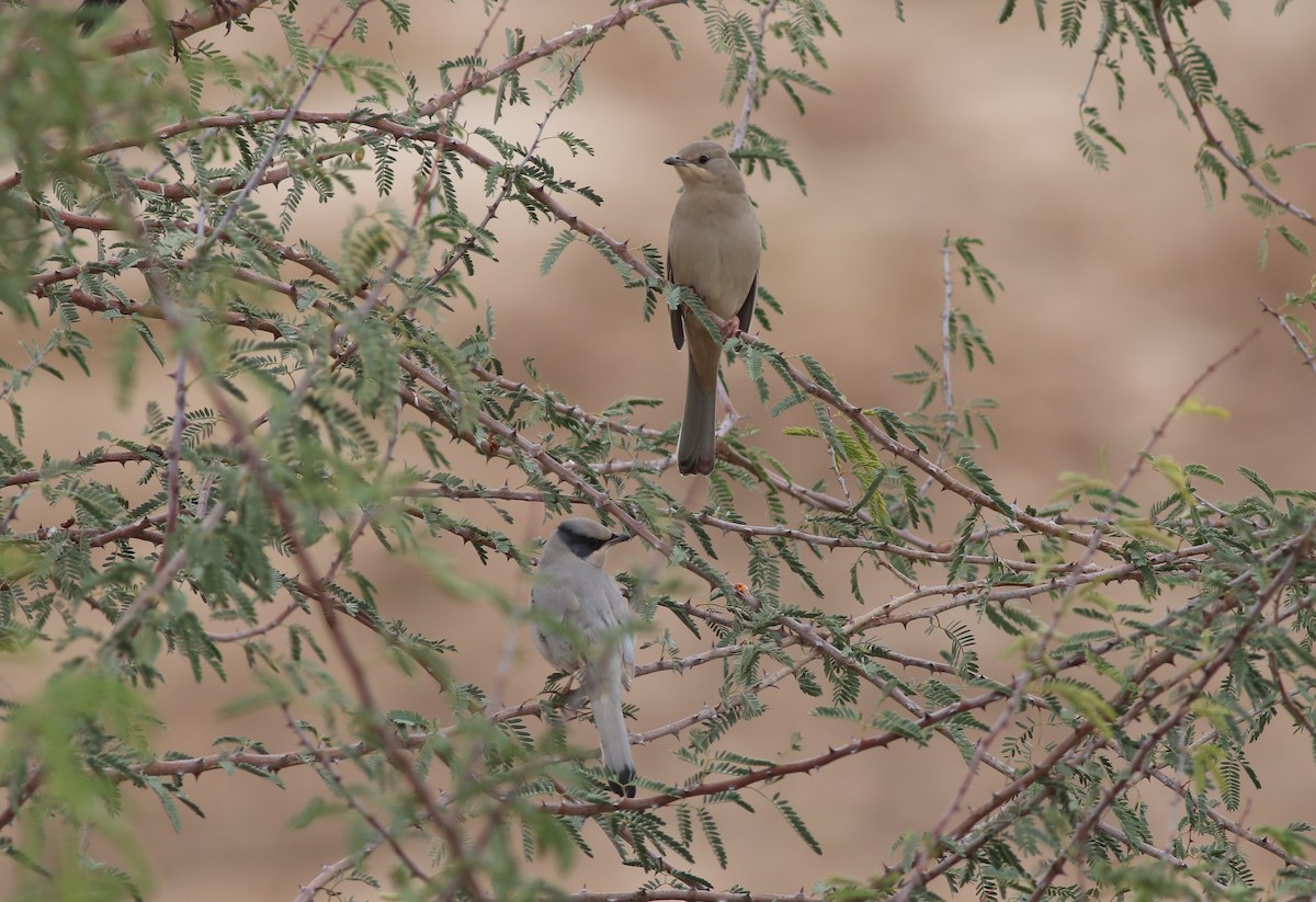 Hypocolius - ML647177509