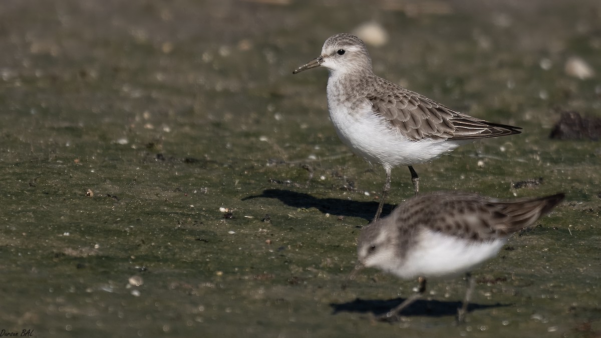 Little Stint - ML647177512