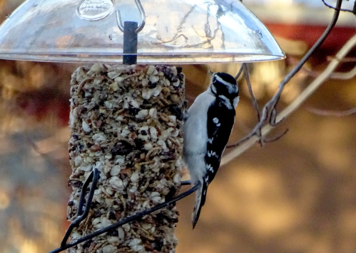 Pico Pubescente - ML647177522