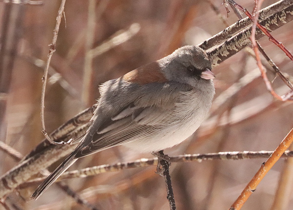 Dark-eyed Junco (Gray-headed) - ML647177526