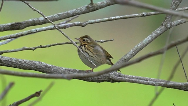 Olive-backed Pipit - ML647177528