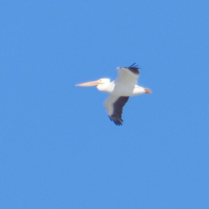 שקנאי אמריקני - ML647177536