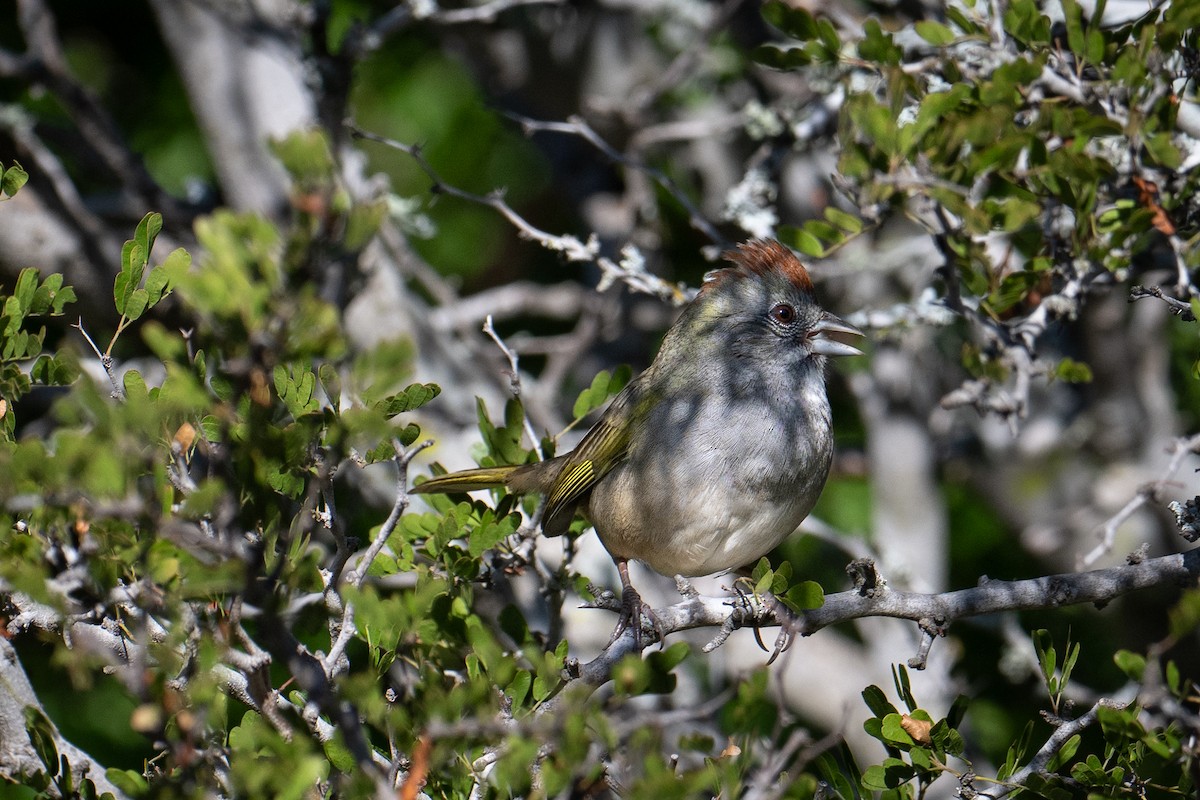 Зелёнохвостый тохи - ML647177547