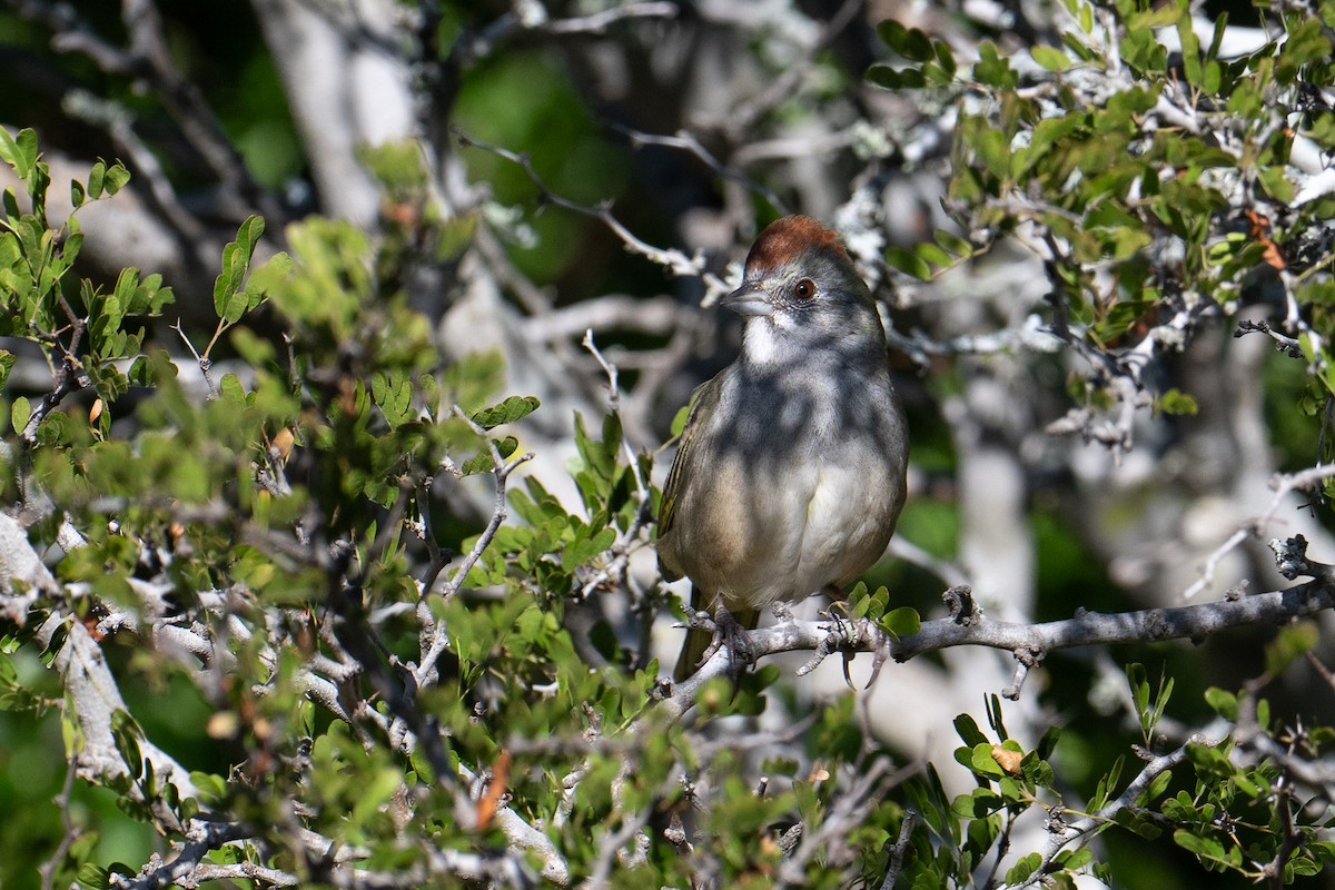 Зелёнохвостый тохи - ML647177548