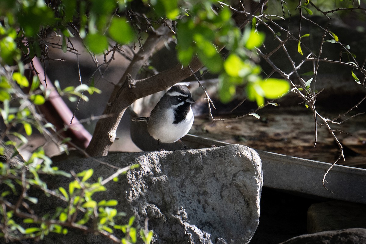 Black-throated Sparrow - ML647177557
