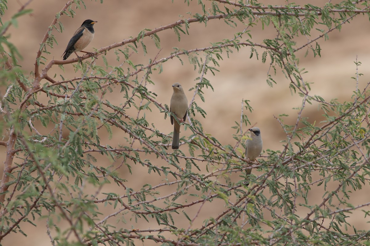 Hypocolius - ML647177559