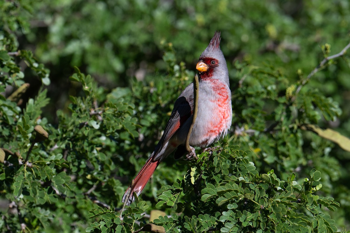 Pyrrhuloxia - ML647177561