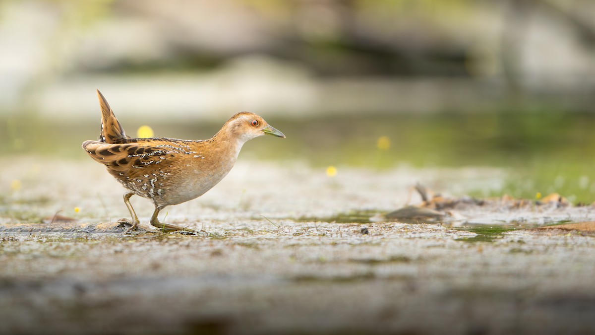 ברודית גמדית - ML647177570