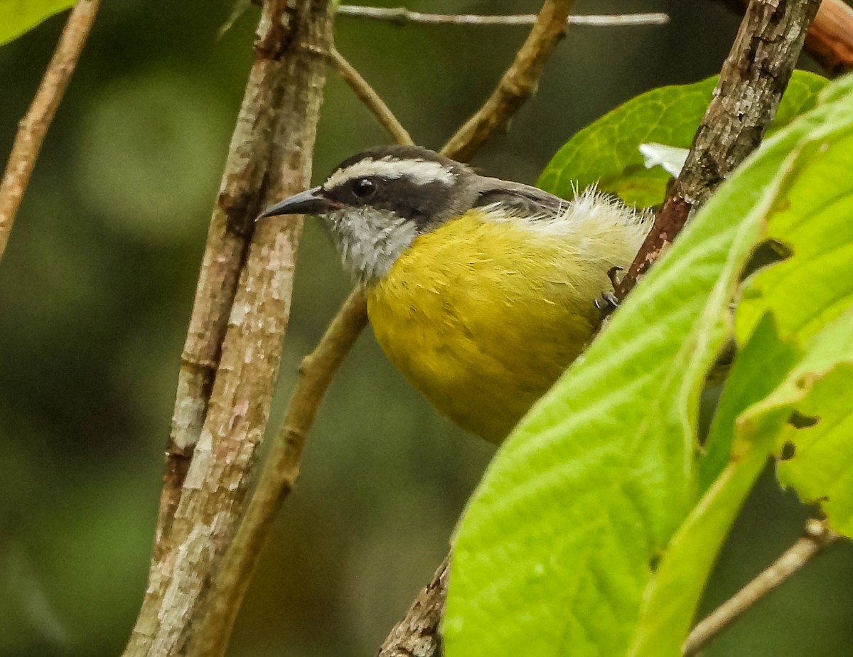 Sucrier à ventre jaune - ML647177573