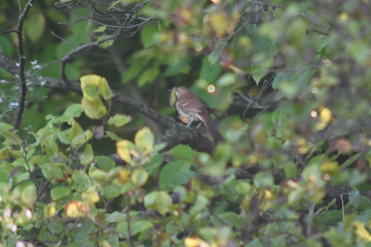 Kahverengi Çöpçü - ML647177580