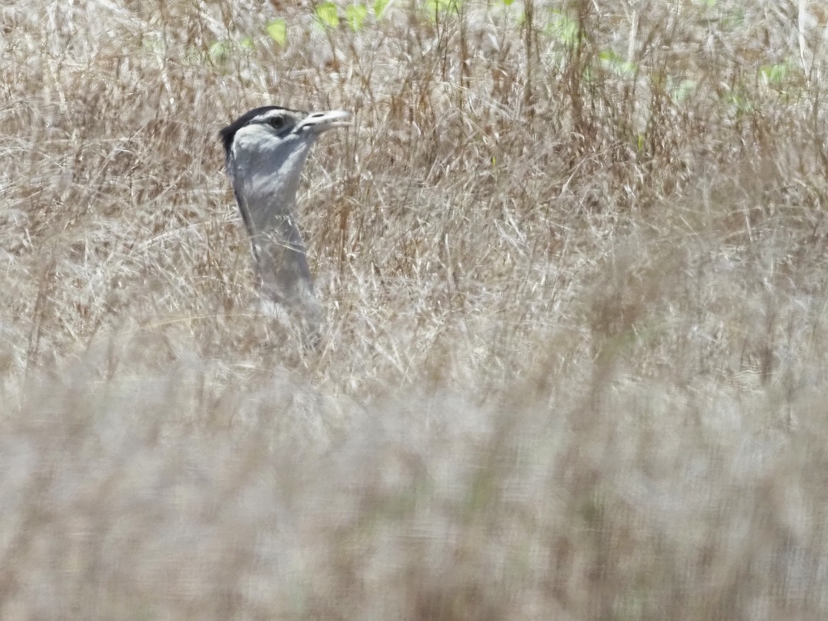 Australian Bustard - ML647177581