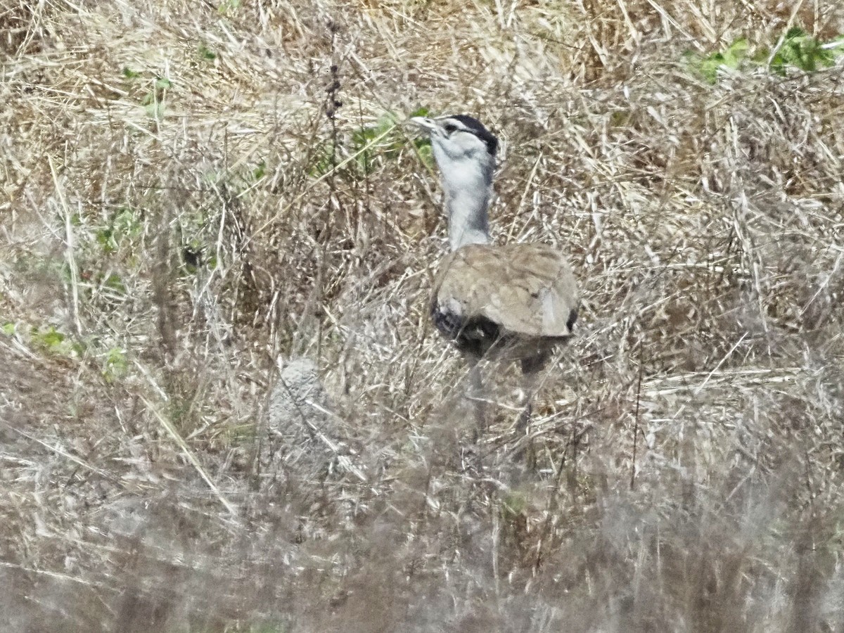 Australian Bustard - ML647177582