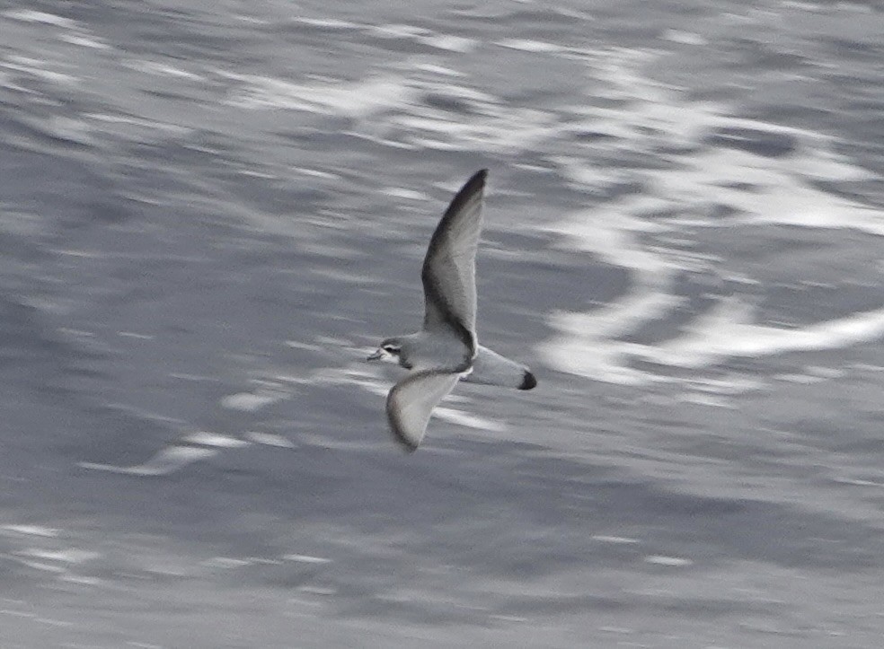 Taubensturmvogel - ML647177584