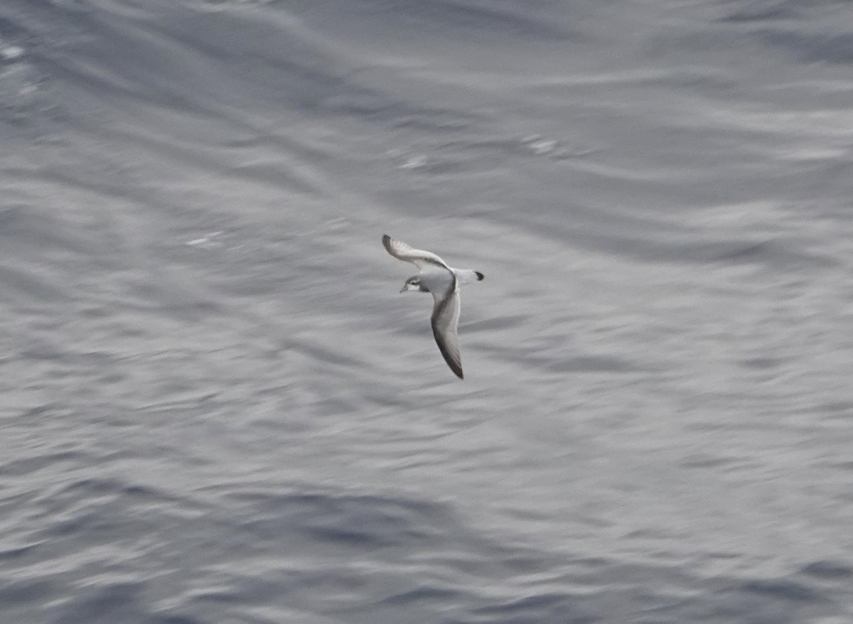 Taubensturmvogel - ML647177591