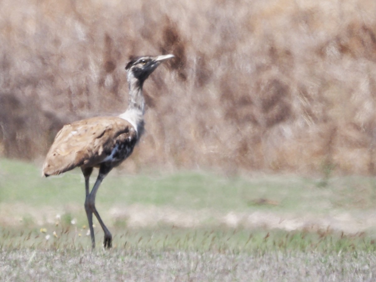Australian Bustard - ML647177595