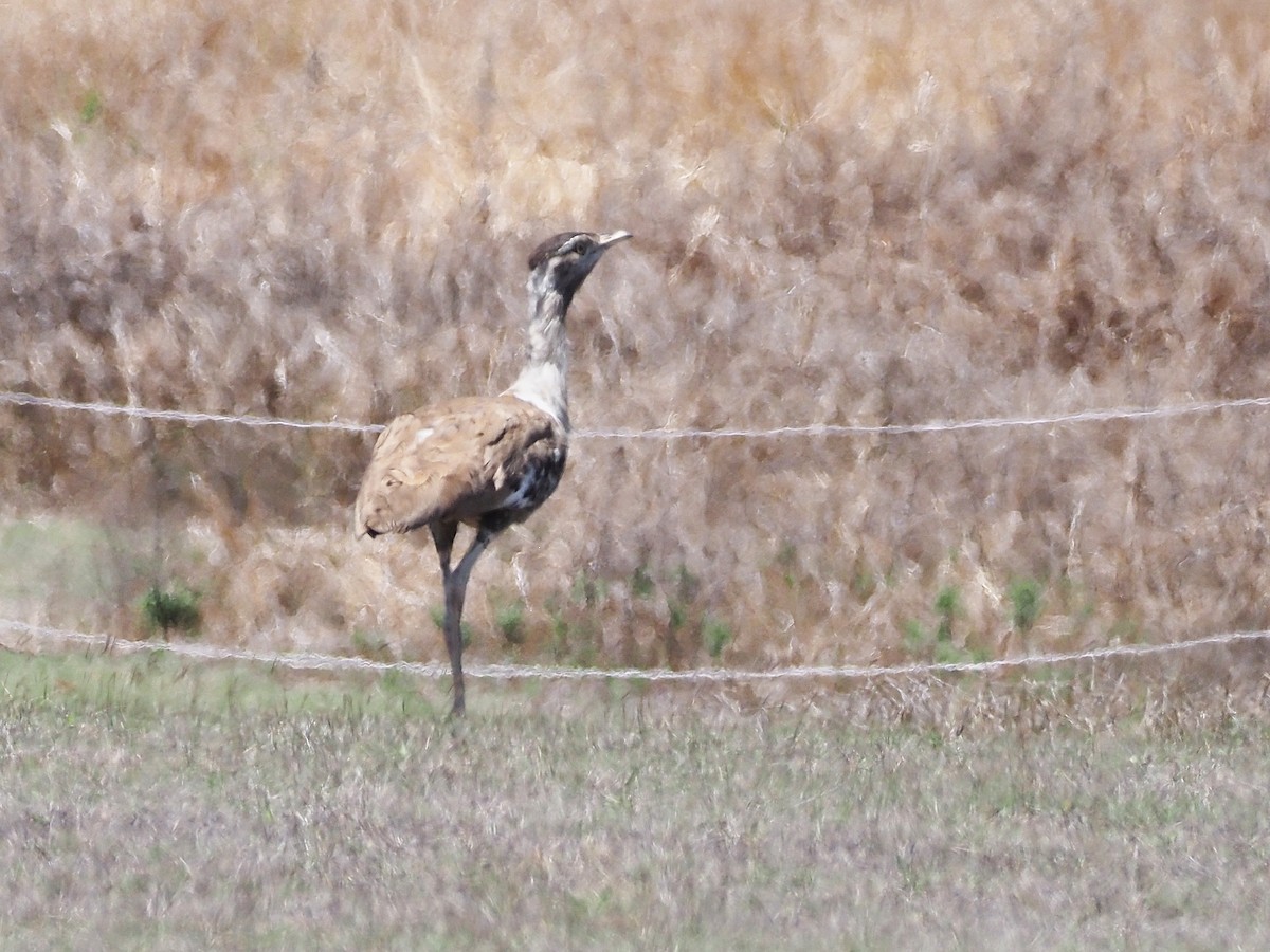 Australian Bustard - ML647177596