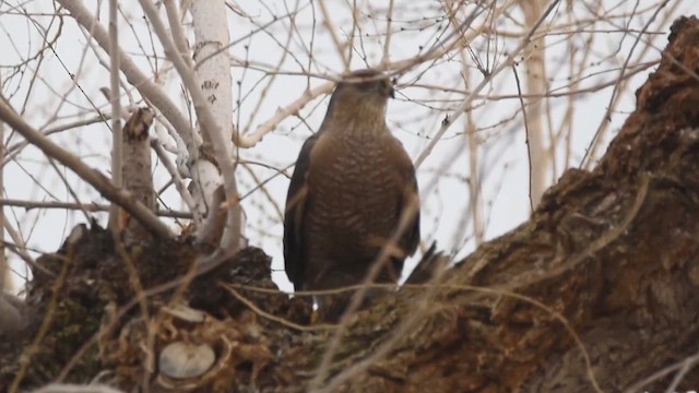 Cooper's Hawk - ML647177609