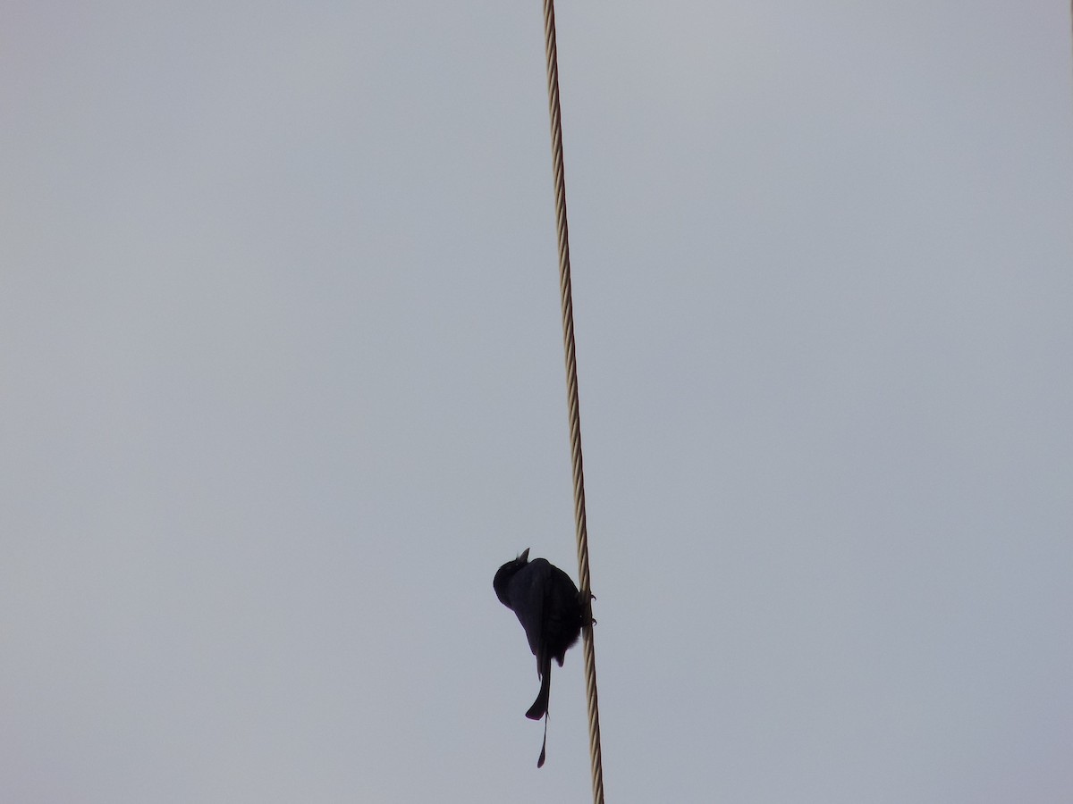 drongo černý - ML647177624